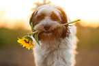 tricolour Tibetan Terrier