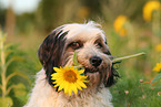 tricolour Tibetan Terrier