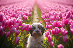 tricolour Tibetan Terrier