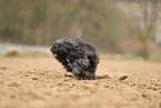 black Tibetan Terrier