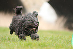 black Tibetan Terrier
