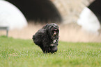 black Tibetan Terrier