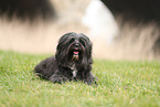 black Tibetan Terrier