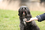 black Tibetan Terrier