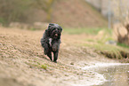 black Tibetan Terrier