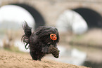 black Tibetan Terrier