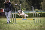 Tibetan Terrier at dog sport