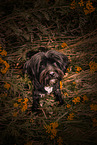 male Tibetan Terrier