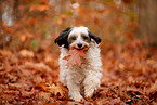 Tibetan Terrier