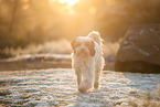 Tibetan Terrier