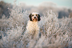 Tibetan Terrier