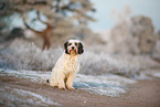 Tibetan Terrier