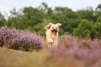 Tibetan Terrier