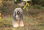 Tibet Terrier