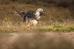 Tibet Terrier