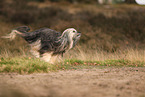 Tibet Terrier