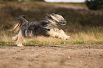 Tibet Terrier