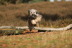 Tibet Terrier