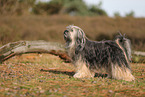 Tibet Terrier