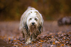 Tibetan Terrier
