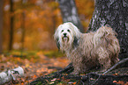Tibetan Terrier
