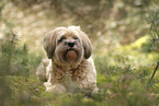 Tibet Terrier