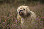Tibet Terrier