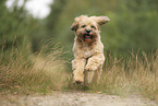 Tibet Terrier