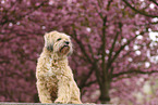 Tibet Terrier