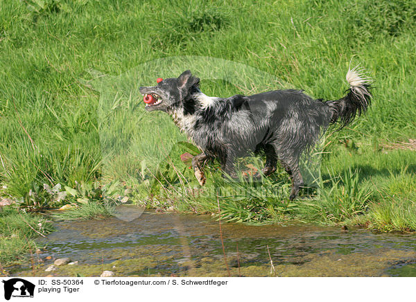 spielender Altdeutscher Tiger / playing Tiger / SS-50364