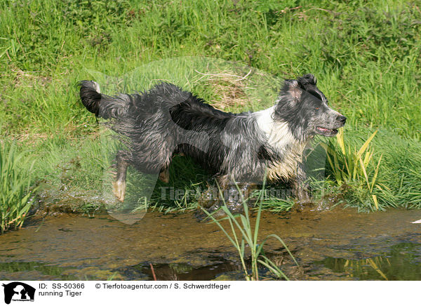 rennender Altdeutscher Tiger / running Tiger / SS-50366