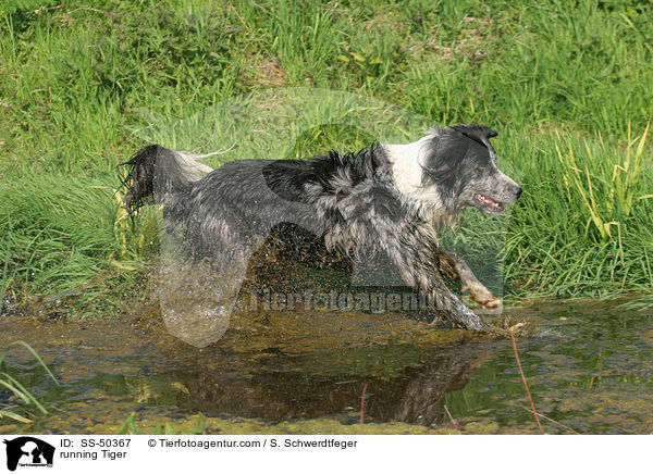 rennender Altdeutscher Tiger / running Tiger / SS-50367