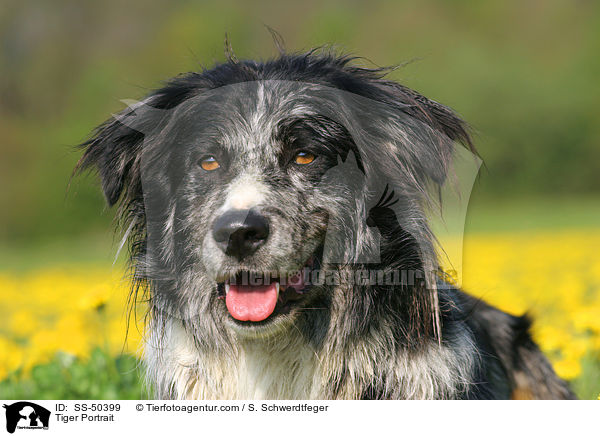 Altdeutscher Tiger Portrait / Tiger Portrait / SS-50399