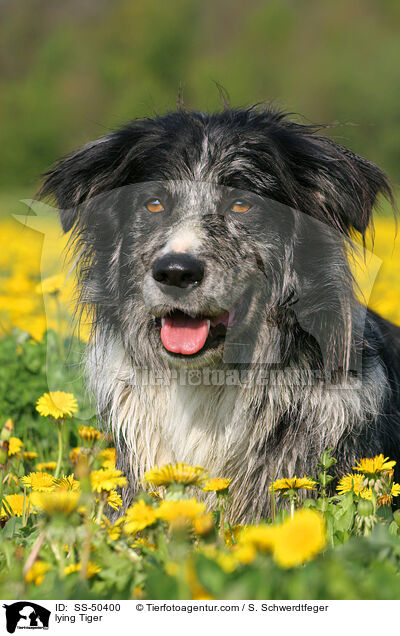 liegender Altdeutscher Tiger / lying Tiger / SS-50400