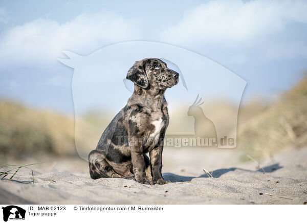 Tiger puppy / MAB-02123