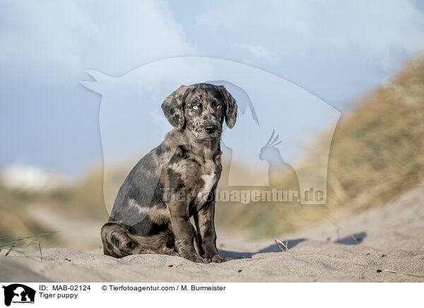 Altdeutscher Tiger Welpe / Tiger puppy / MAB-02124