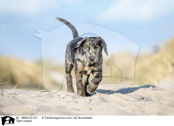 Tiger puppy / MAB-02127