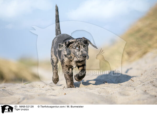 Altdeutscher Tiger Welpe / Tiger puppy / MAB-02128