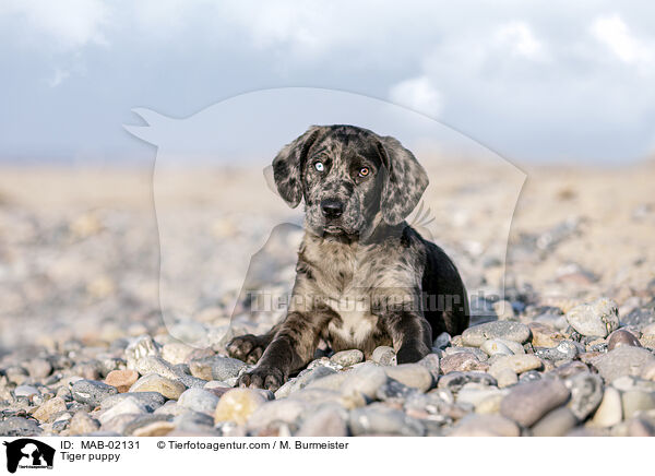 Altdeutscher Tiger Welpe / Tiger puppy / MAB-02131
