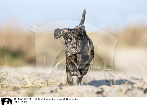 Tiger puppy / MAB-02135