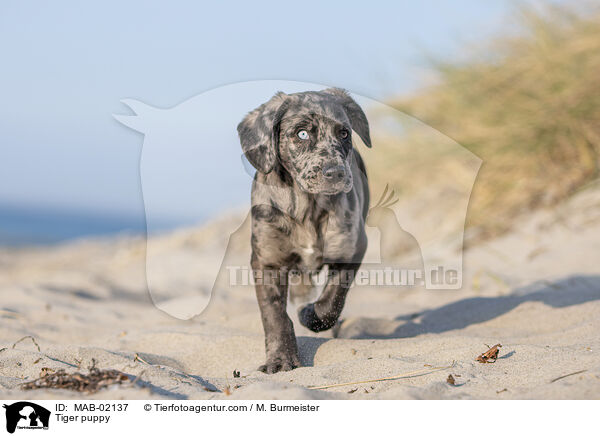 Altdeutscher Tiger Welpe / Tiger puppy / MAB-02137