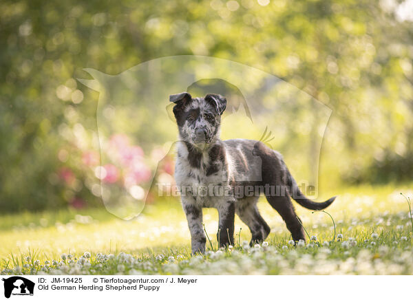 Altdeutscher Tiger Welpe / Old German Herding Shepherd Puppy / JM-19425