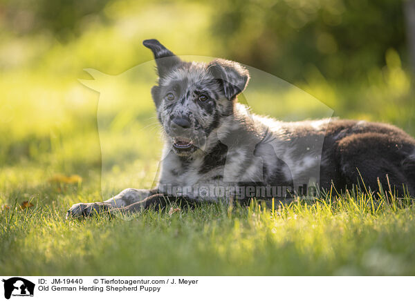 Altdeutscher Tiger Welpe / Old German Herding Shepherd Puppy / JM-19440