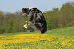 jumping Tiger