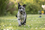 Old German Herding Shepherd Puppy