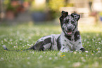 Old German Herding Shepherd Puppy