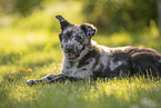 Old German Herding Shepherd Puppy