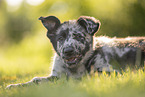 Old German Herding Shepherd Puppy