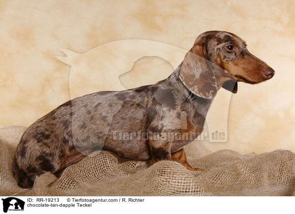 Tigerdackel / chocolate-tan-dapple Teckel / RR-19213