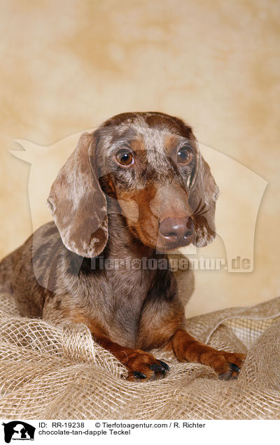 Tigerdackel / chocolate-tan-dapple Teckel / RR-19238